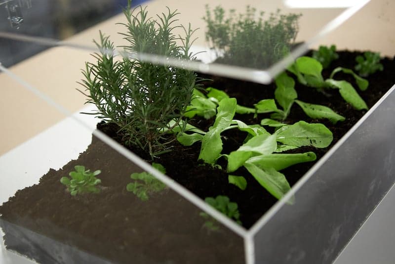 De jolies idées de jardin en boîte pour faire pousser des plantes en gros plan
