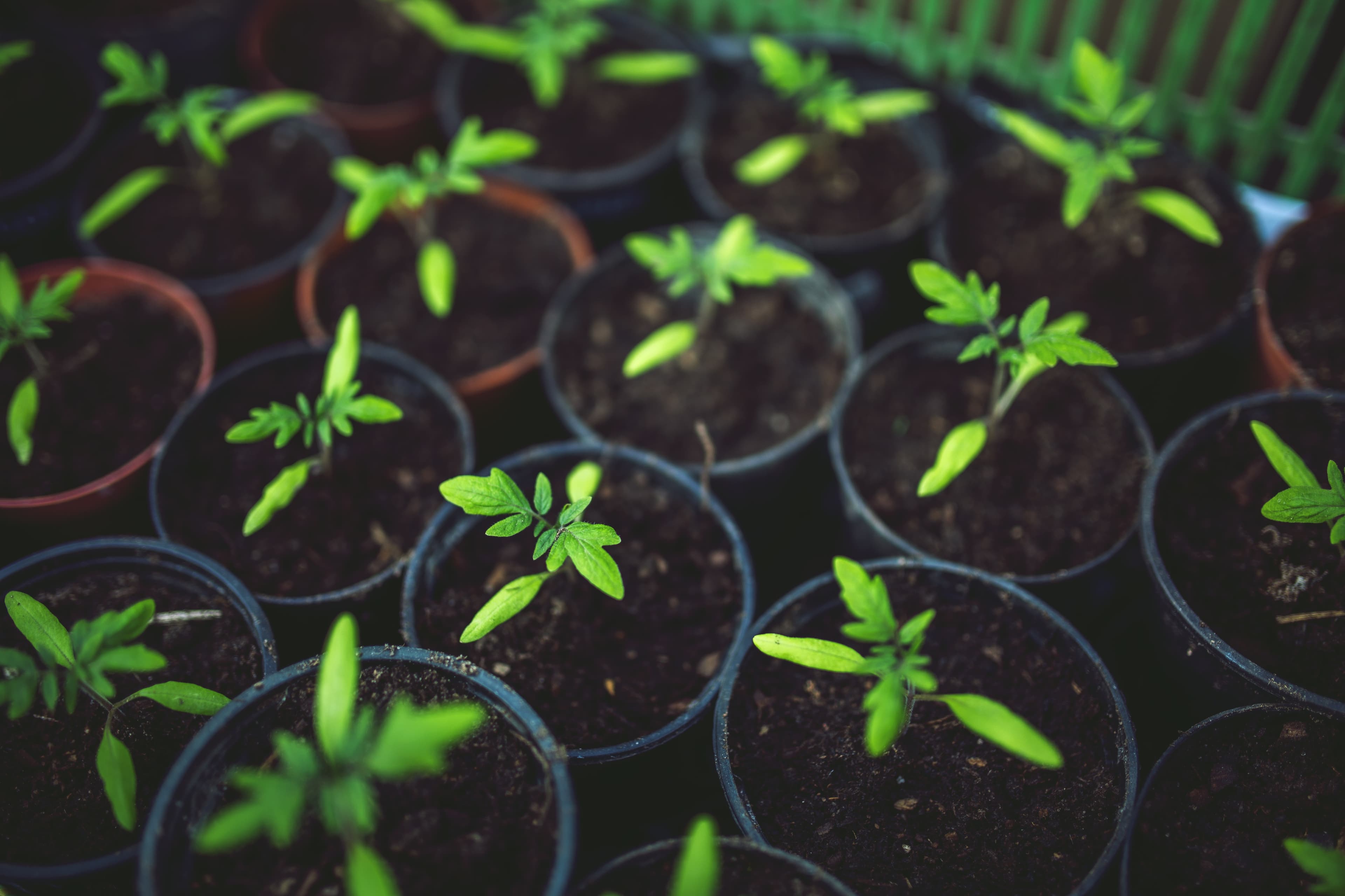 De jolis idèes de jardin pour créer votre prope serre de jardin scaled