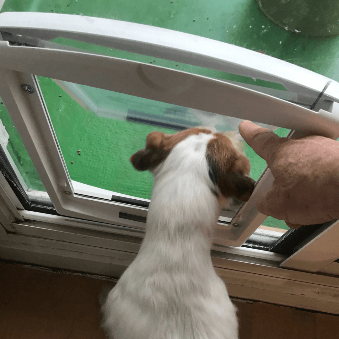 Réalisation d’une chatière pour chien avec du polycarbonate