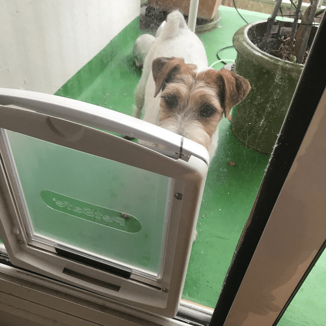 Réalisation d’une chatière pour chien avec du polycarbonate