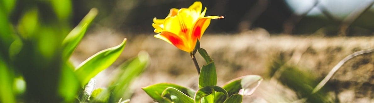 Une belle bannière didées de jardin