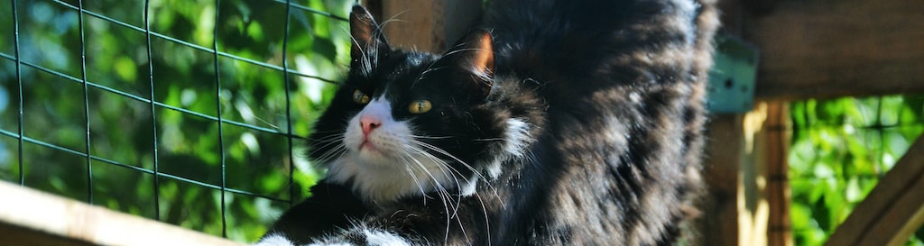 Catio pour chat