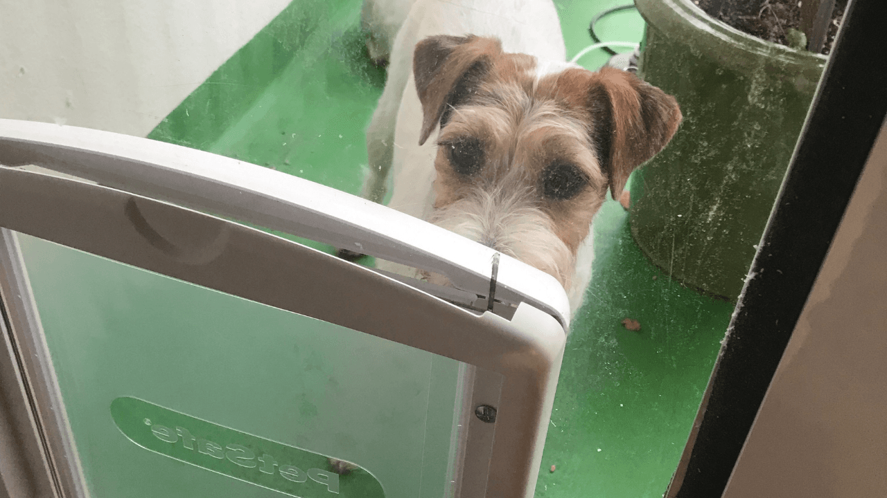 Réalisation d’une chatière pour chien avec du polycarbonate