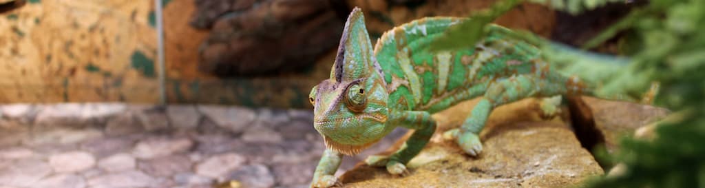 Terrarium-gekko-banner