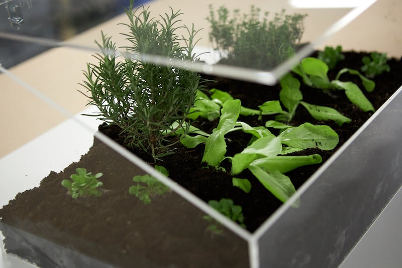 De jolies idées de jardin en boîte pour faire pousser des plantes en gros plan