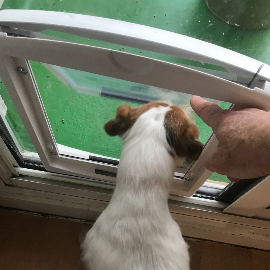 Réalisation d’une chatière pour chien avec du polycarbonate