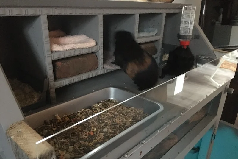 Fabriquer un enclos pour cochon d’Inde