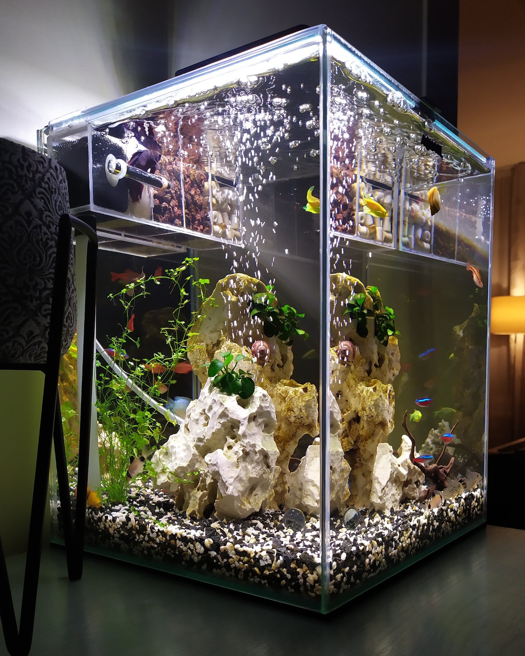 Besoin d'un aquarium sur mesure ? Optez pour le plastique !