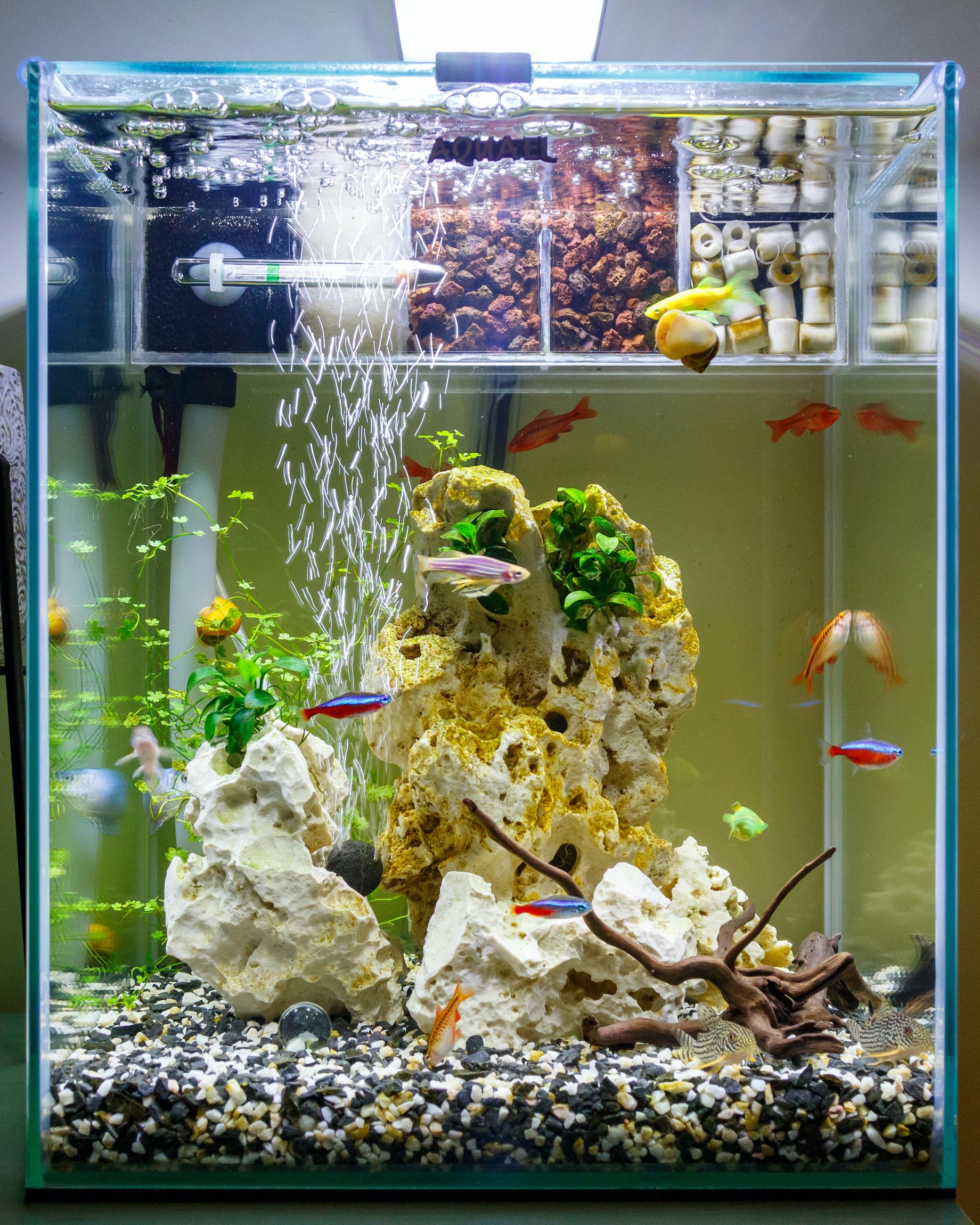 Besoin d'un aquarium sur mesure ? Optez pour le plastique !